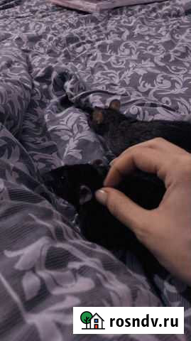 Крысы Хабаровск - изображение 1