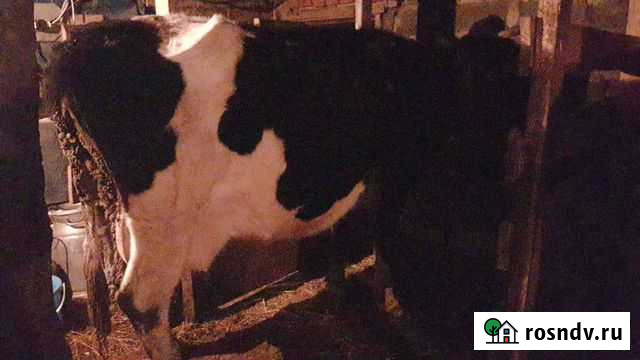 Корова на мясо 7 отел Алексеевское - изображение 1