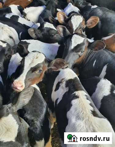 Телята бычки Ртищево - изображение 1