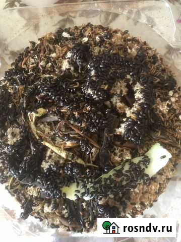 Жук знахарь (целитель) Казань - изображение 1