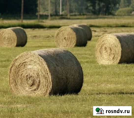 Сено Бачатский - изображение 1