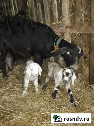 Молоко нубийских коз Ростов-на-Дону - изображение 1