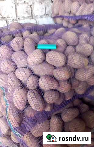 Брянская редсоня оптом с полей сезон 2021 Погар - изображение 1