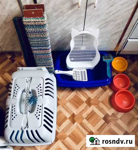 Кошачьи принадлежности Котельнич - изображение 1