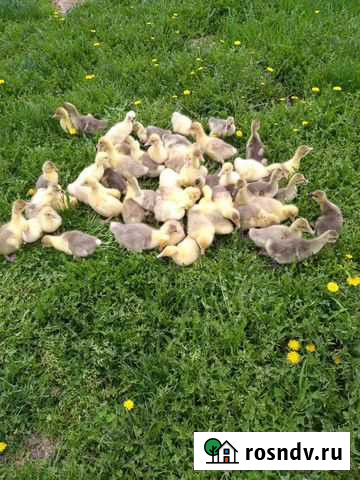 Гуси, продам Красноярск - изображение 1