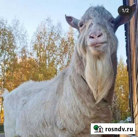 Козел зааненский Кинешма - изображение 1