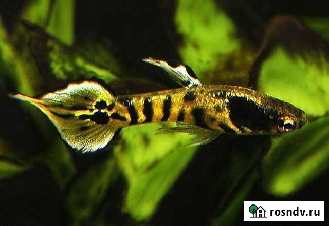 Гуппи эндлера тигр Пермь - изображение 1