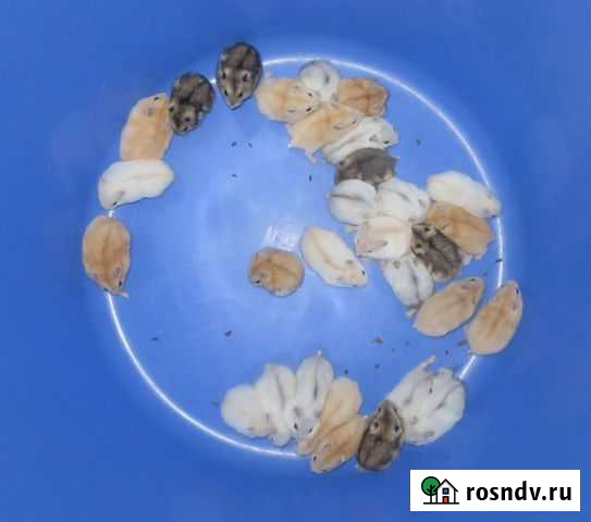 Здоровые джунгарские хомяки Клетки Шарики Санкт-Петербург - изображение 1