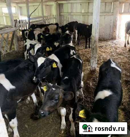 Телята бычки Пачелма - изображение 1
