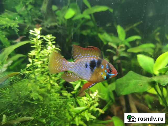 Аквариумные рыбки и растения Чебоксары - изображение 1