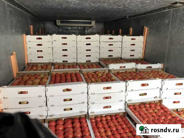 Помидор Леваши - изображение 1