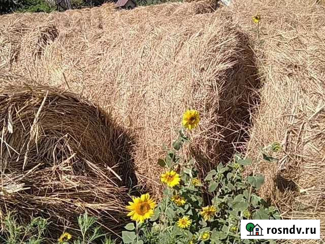 Сено Григорополисская - изображение 1