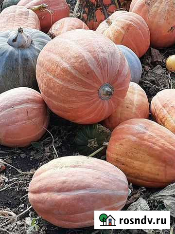 Тыква Стерлитамак - изображение 1