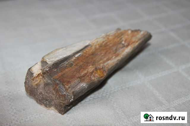 Окаменевшее дерево Севастополь - изображение 1