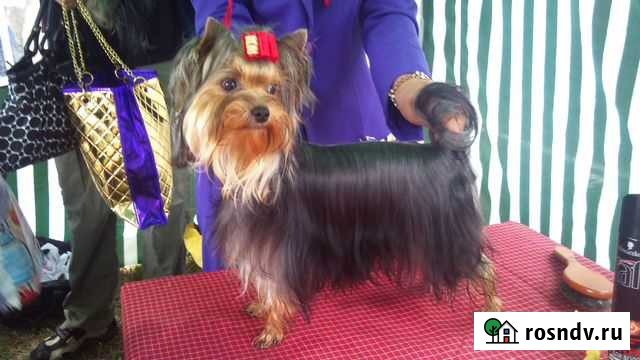 Профессиональная стрижка йоркширских терьеров Казань - изображение 1