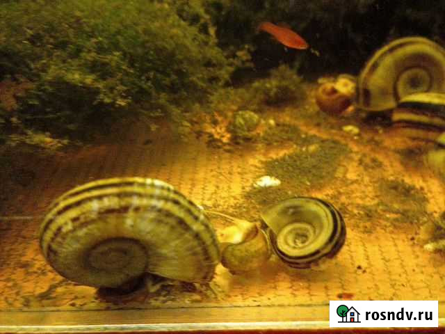 Мариза Новосибирск - изображение 1