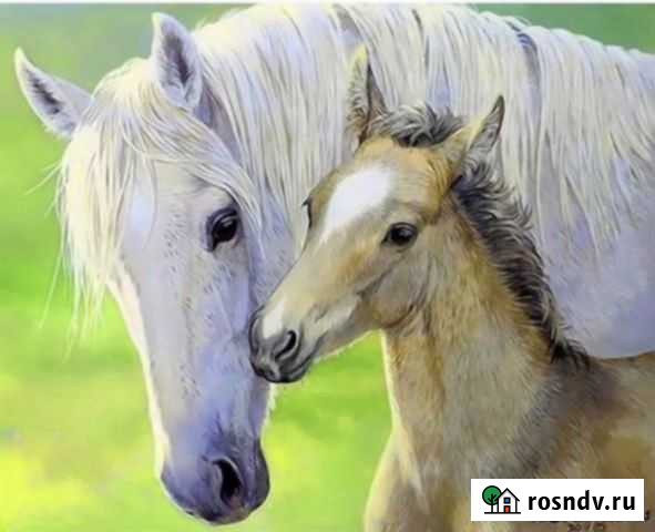 Картина по номерам на холсте 40x50 Волгоград - изображение 1