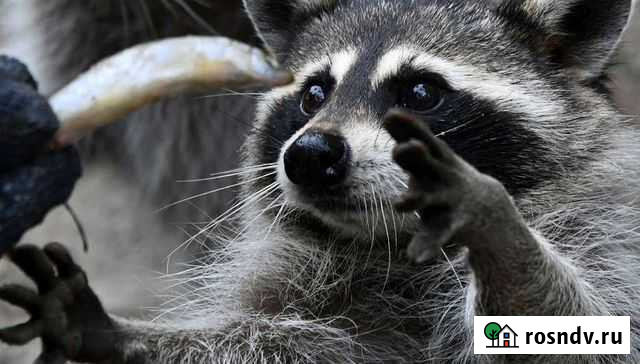 Енот Калининград - изображение 1