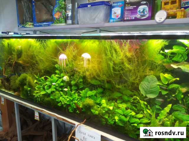 Аквариумные растения Белгород - изображение 1