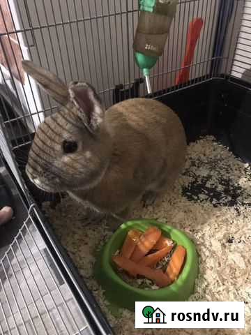 Декоративные кролики Тихорецк - изображение 1