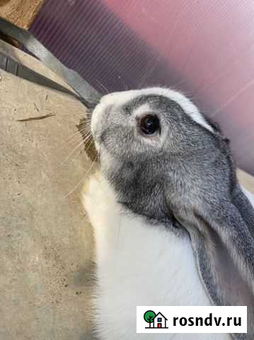 Кролики, мясо кролика Елизово - изображение 1