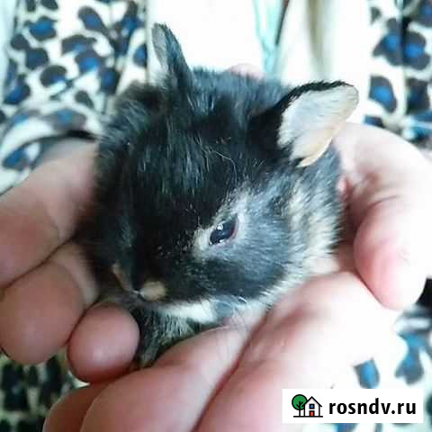 Карликовые крольчата Хабаровск - изображение 1