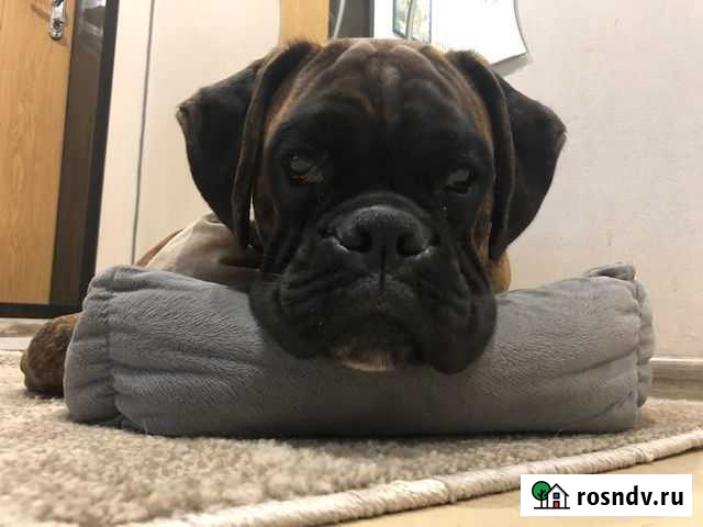 Доставка субпродуктов говядина корм для собак Мурманск - изображение 1