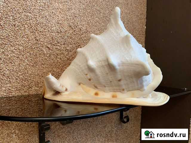 Ракушка Омск - изображение 1