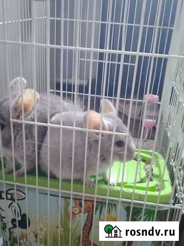 Шиншилла Таганрог - изображение 1