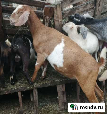 Нубийские козы Ижевск - изображение 1