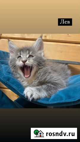 Передержка кошек Московский - изображение 1