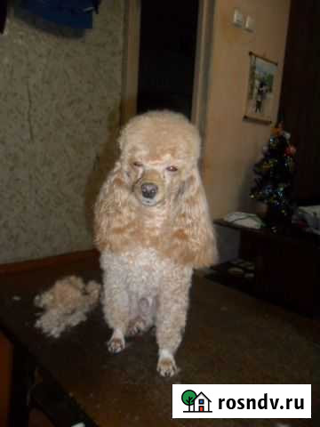 Стрижка собак и кошек Ангарск - изображение 1