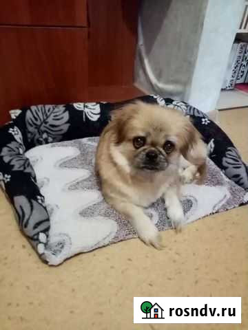 Вязка пекинес Анжеро-Судженск - изображение 1