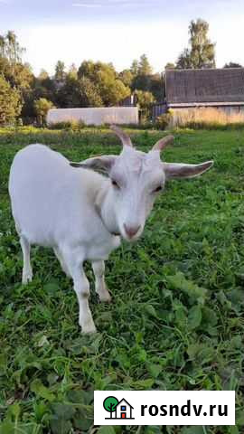 Козье молоко, козы Ржев - изображение 1