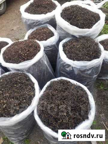 Папоротник орляк сухой Оптом Владивосток - изображение 1