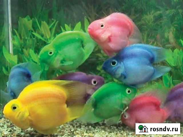 Попугай американский Воронеж - изображение 1