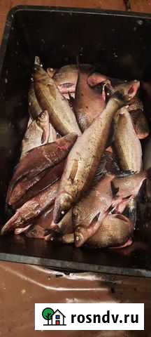 Речная рыбка Смоленск - изображение 1