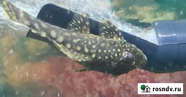 Сомики анциструсы в аквариум Краснодар - изображение 1