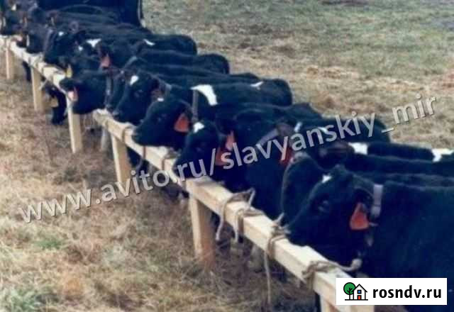 Бычки телята выпоенные Семилуки - изображение 1