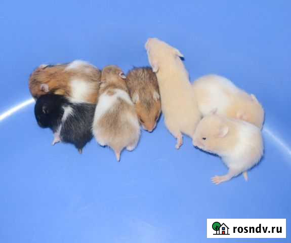 Ангорские Сирийские хомяки Красивые Ручные др14дек Санкт-Петербург - изображение 1