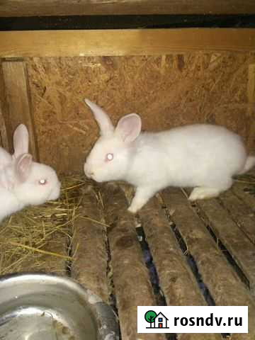 Кролики Чехов - изображение 1