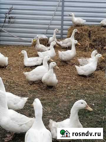 Утка. Французская, порода Стар 53 Ростов-на-Дону - изображение 1