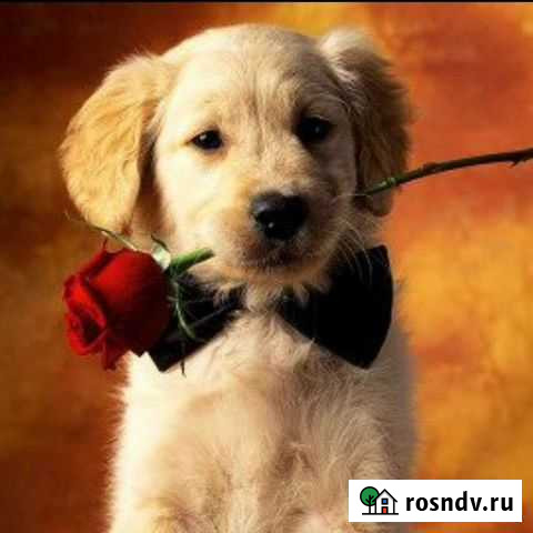 Картины по номерам Новосибирск - изображение 1