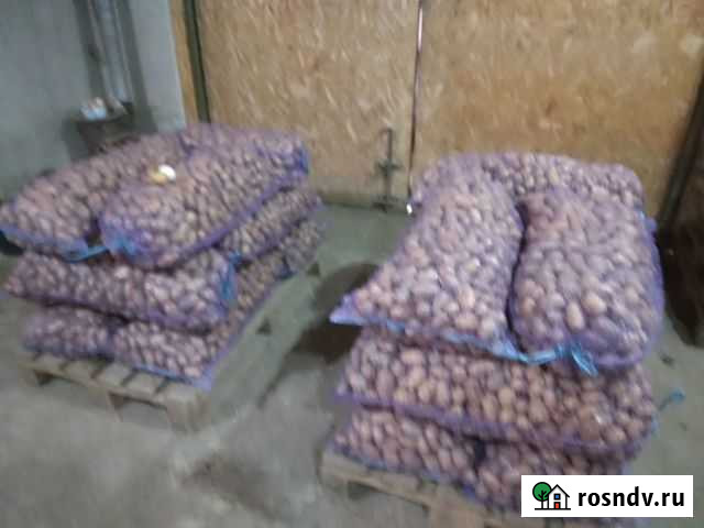 Картофель голландка семенной Калининская - изображение 1