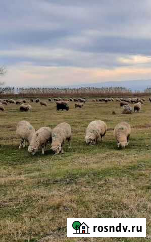 Ярки Хасавюрт - изображение 1