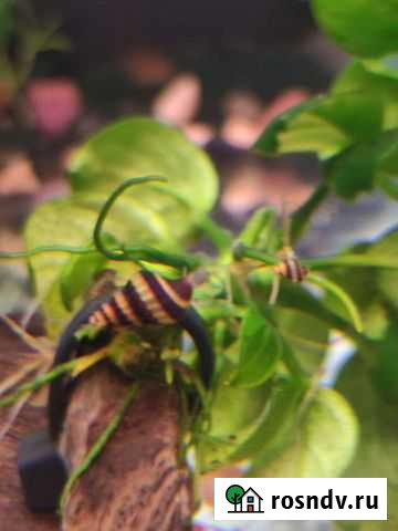 Хелены улитки Астрахань - изображение 1