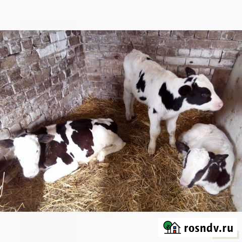 Бычки мясные (Холмогоры - абердины помесь) Языково - изображение 1
