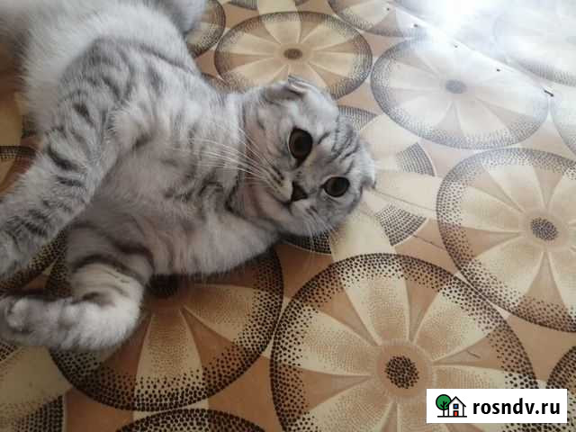 Вязка шотландская кошка Балашов - изображение 1