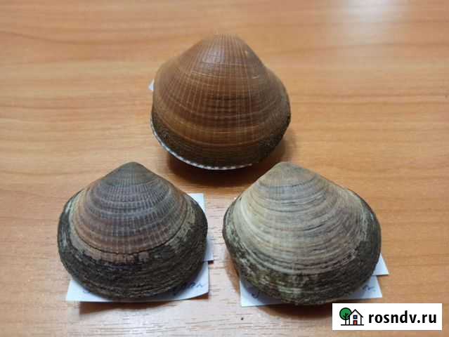 Морские раковины Тюмень - изображение 1