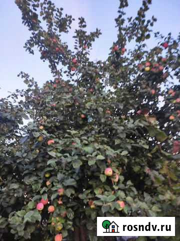 Яблоки сушенные Тверь - изображение 1